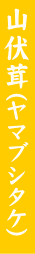 山伏茸(ヤマブシタケ)