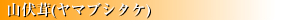 ヤマブシタケ